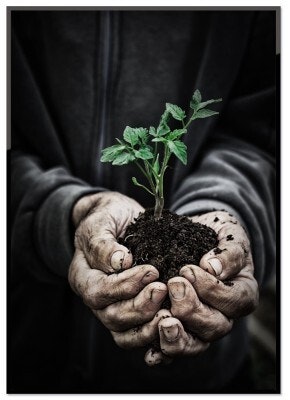 Holding plant