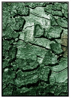 Bark of the tree