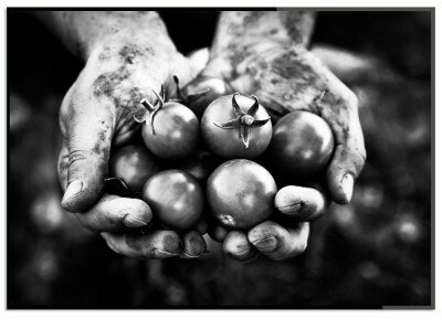 Holding Tomatoes