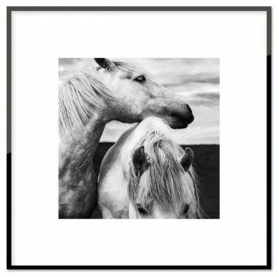 Horses, poster  30x30 cm