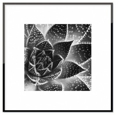 Aloe plant, poster  30x30 cm