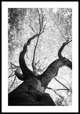 The black tree  13x18 cm