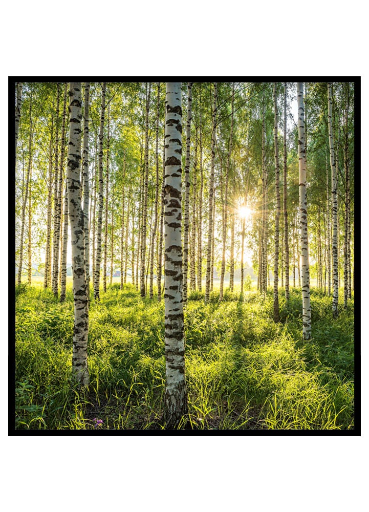 Poster Björkar i sommarsol