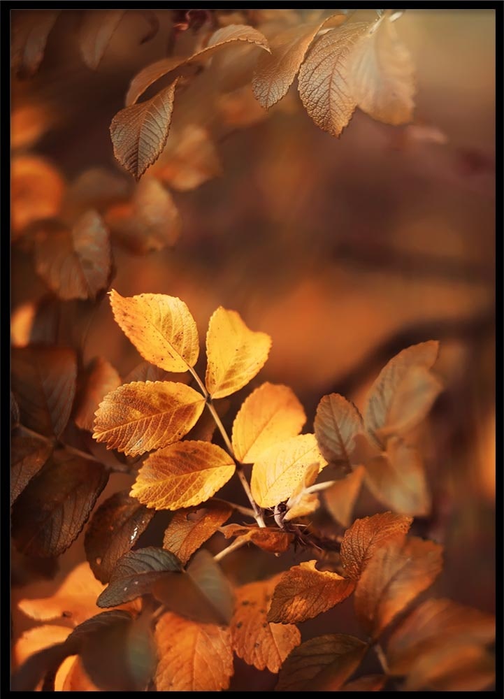 Poster Fall leaves