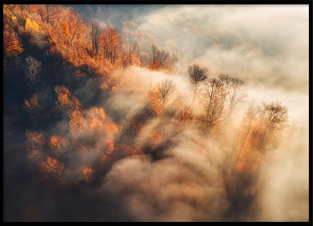 Poster Mountain forest in autumn