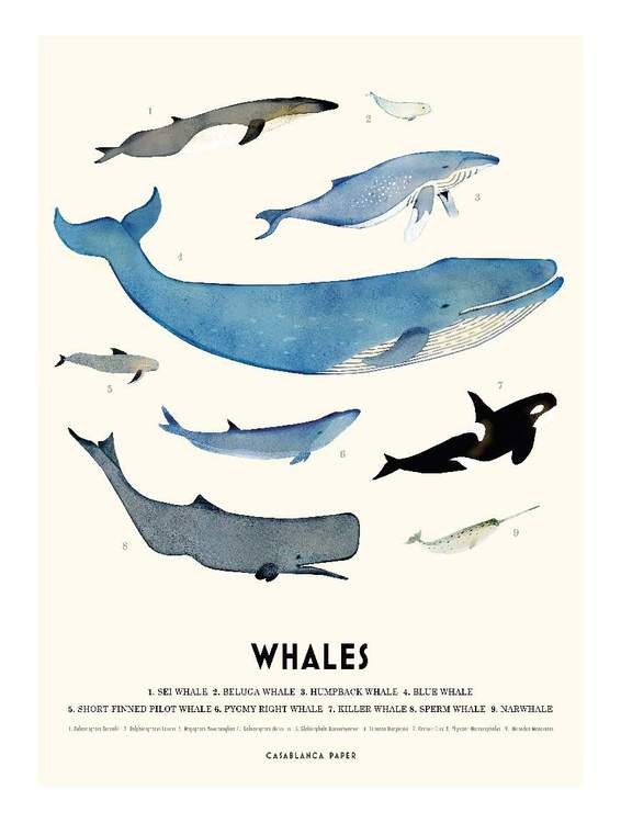 Poster Whales, Casablanca paper