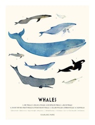 Poster Whales, Casablanca paper