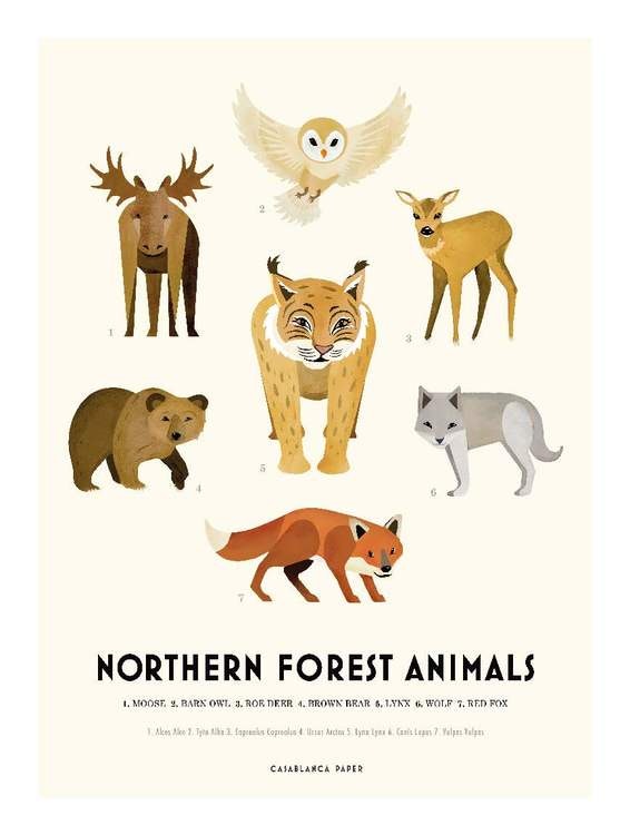 Poster Northern Forest Animals, Casablanca paper