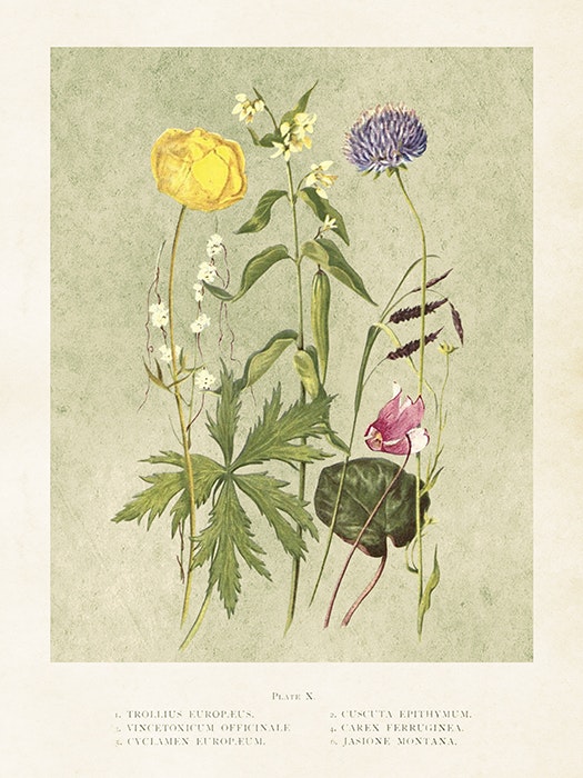 Poster vintage Sommarblommor, 18x24 cm