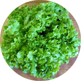 Plocksallat - Salad Bowl Green