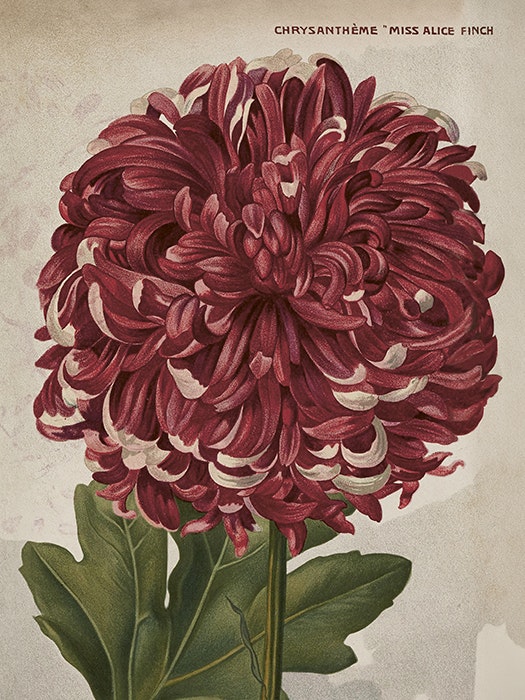 Poster vintage Krysantemum, 18x24 cm