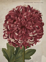 Poster vintage Krysantemum, 18x24 cm