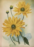 Poster vintage Solrosor, 50x70 cm