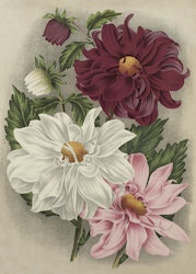 Poster vintage Dahlior, 50x70 cm