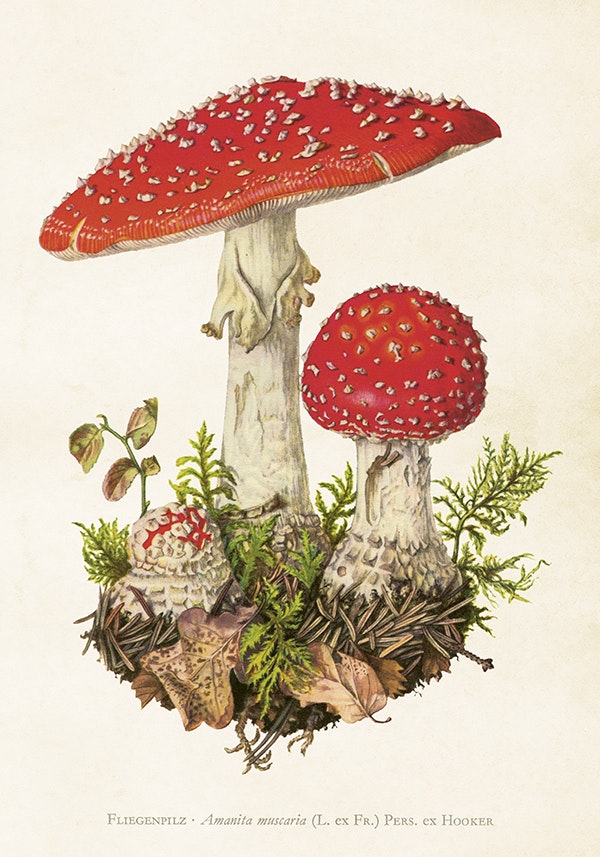 Poster vintage Flugsvamp, 35x50 cm