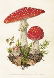 Poster vintage Flugsvamp, 35x50 cm