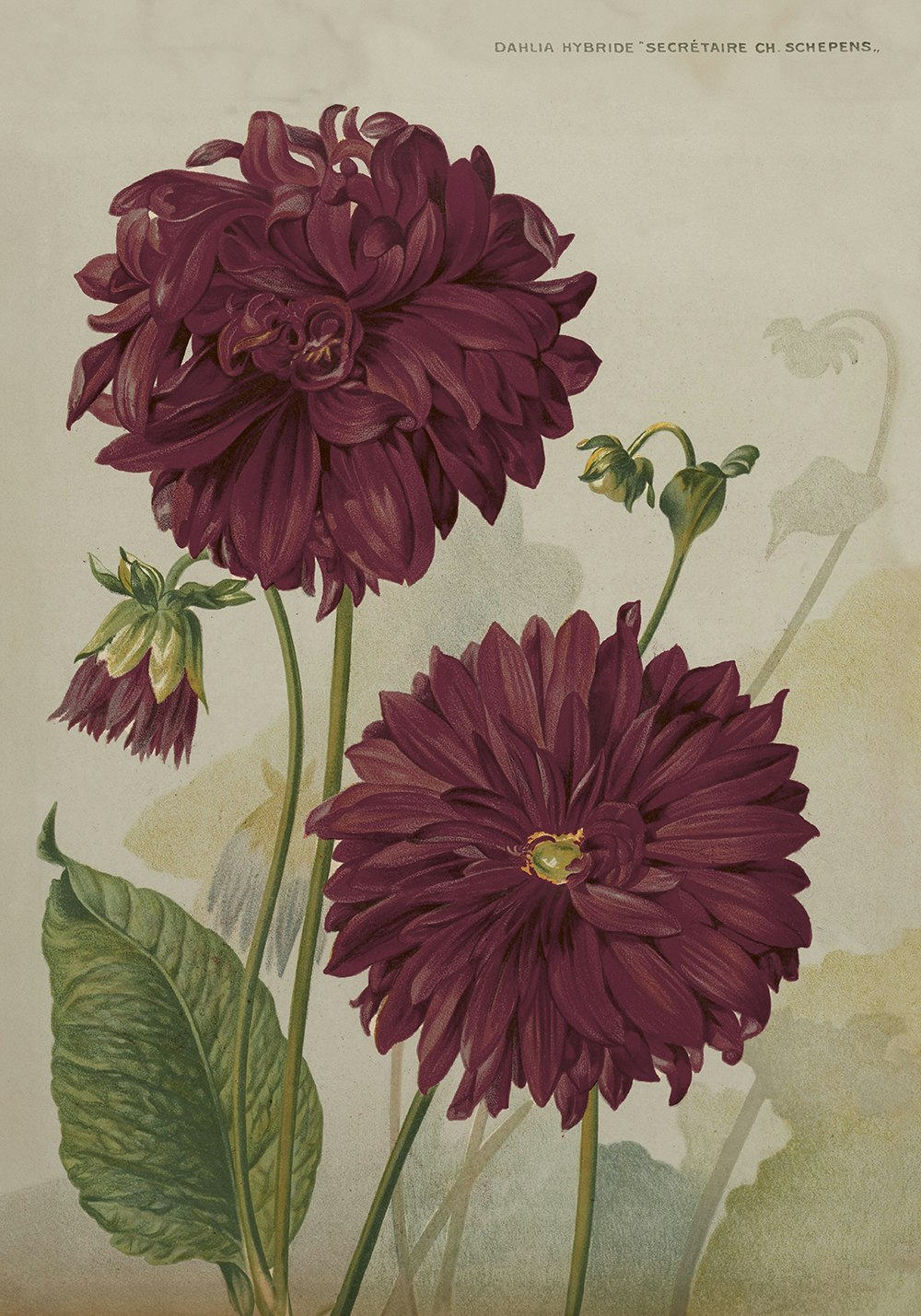 Poster vintage Dahlia, 70x100 cm