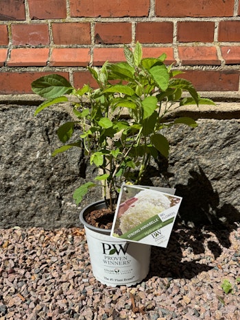 Hydrangea Arborescens/Vidjehortensia - Incrediball