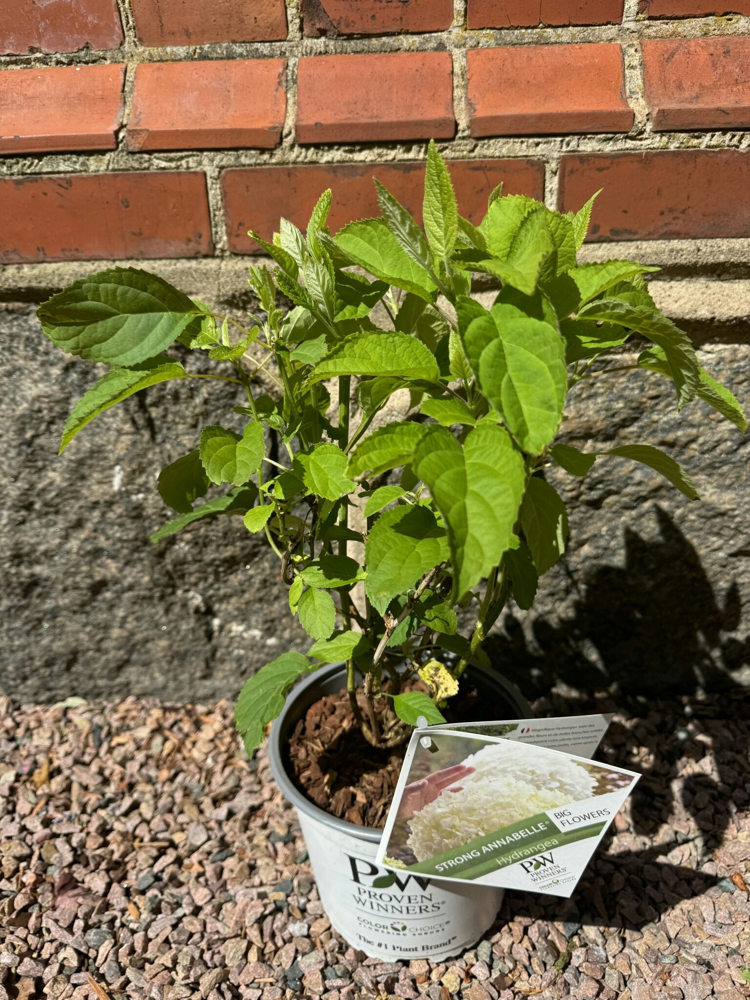 Hydrangea Arborescens/Vidjehortensia - Incrediball