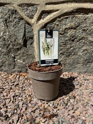 Sparris (Asparagus officinalis) - Gijnlim