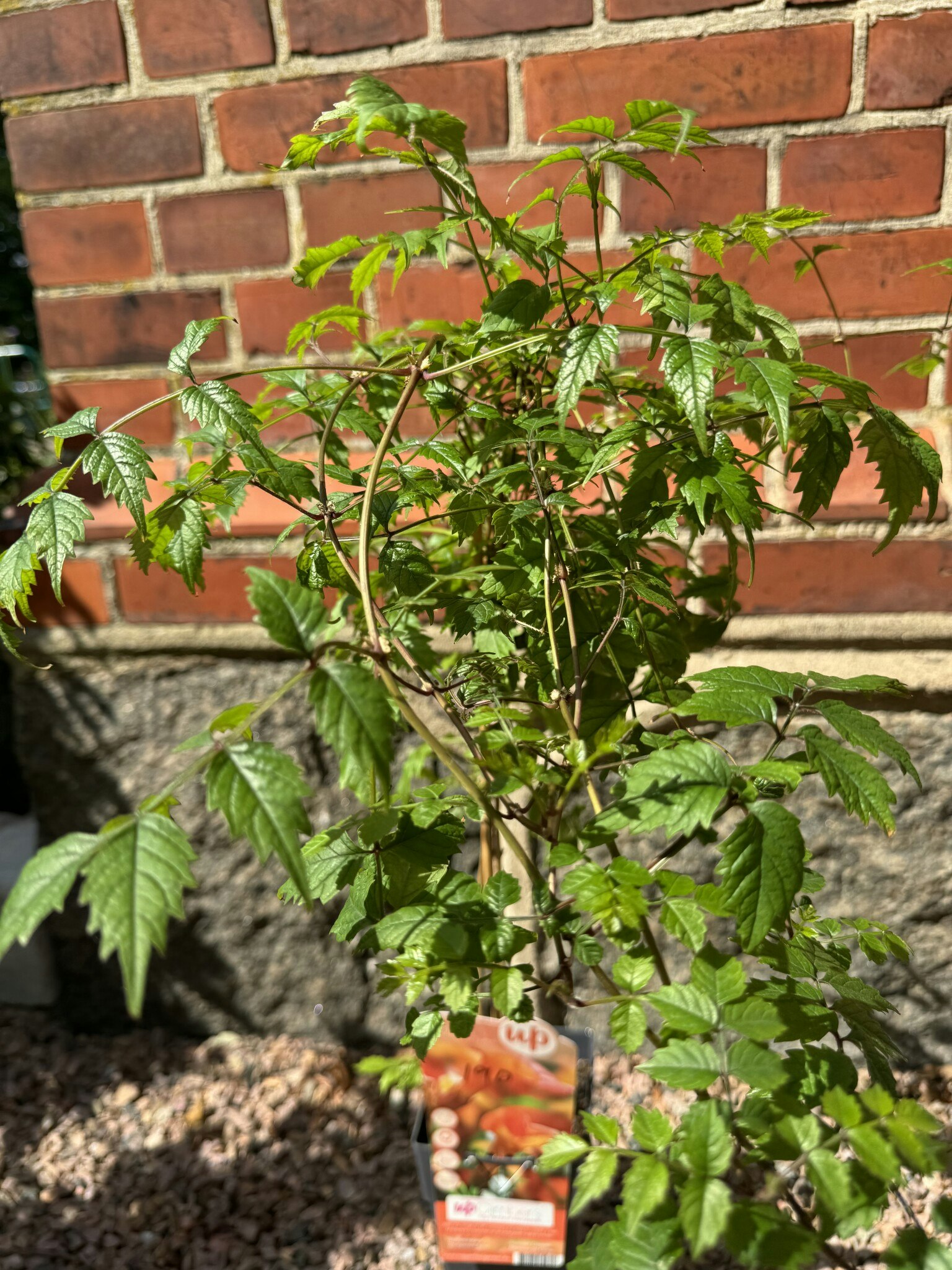 Campsis Madame Galen (Storblommig trumpetranka)