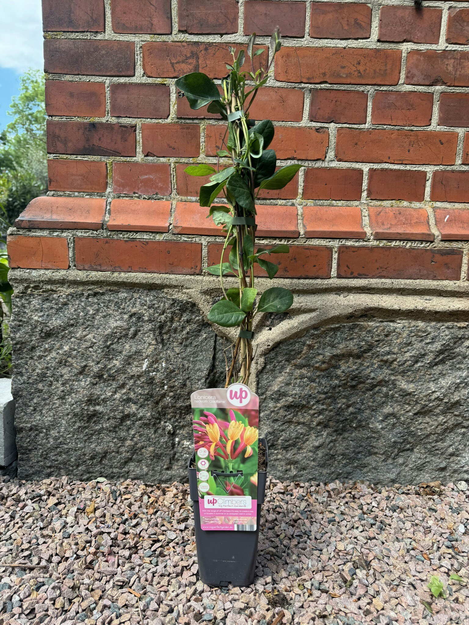 Lonicera Goldflame (Blomsterkaprifol)