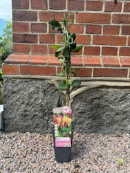 Lonicera Goldflame (Blomsterkaprifol)