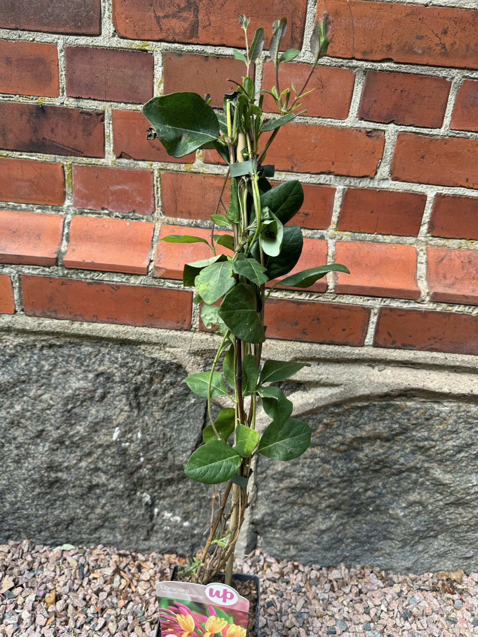 Lonicera Goldflame (Blomsterkaprifol)