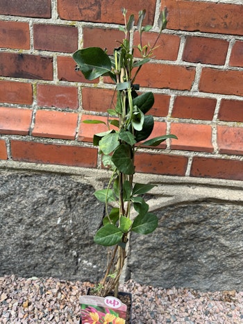 Lonicera Goldflame (Blomsterkaprifol)