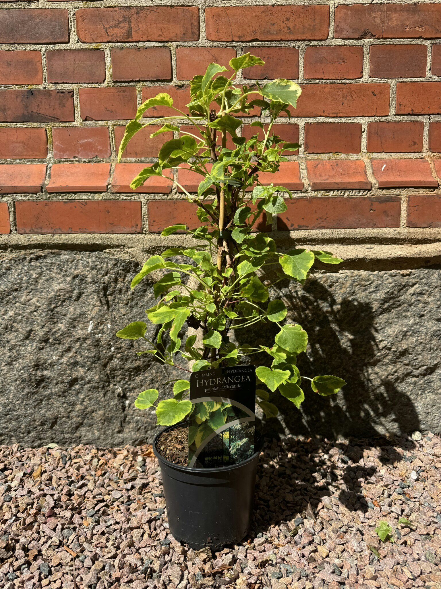 Hydrangea Anomala/Klätterhortensia - Mirranda
