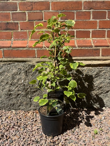 Hydrangea petiolaris Miranda (Klätterhortensia)