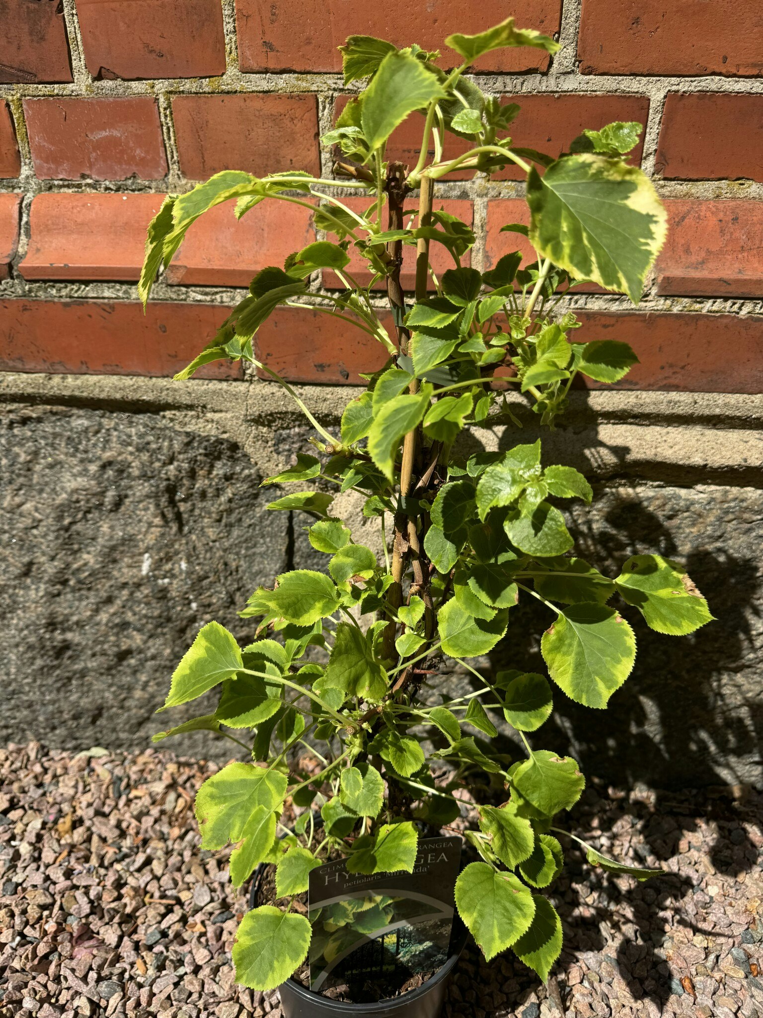 Hydrangea petiolaris Miranda (Klätterhortensia)