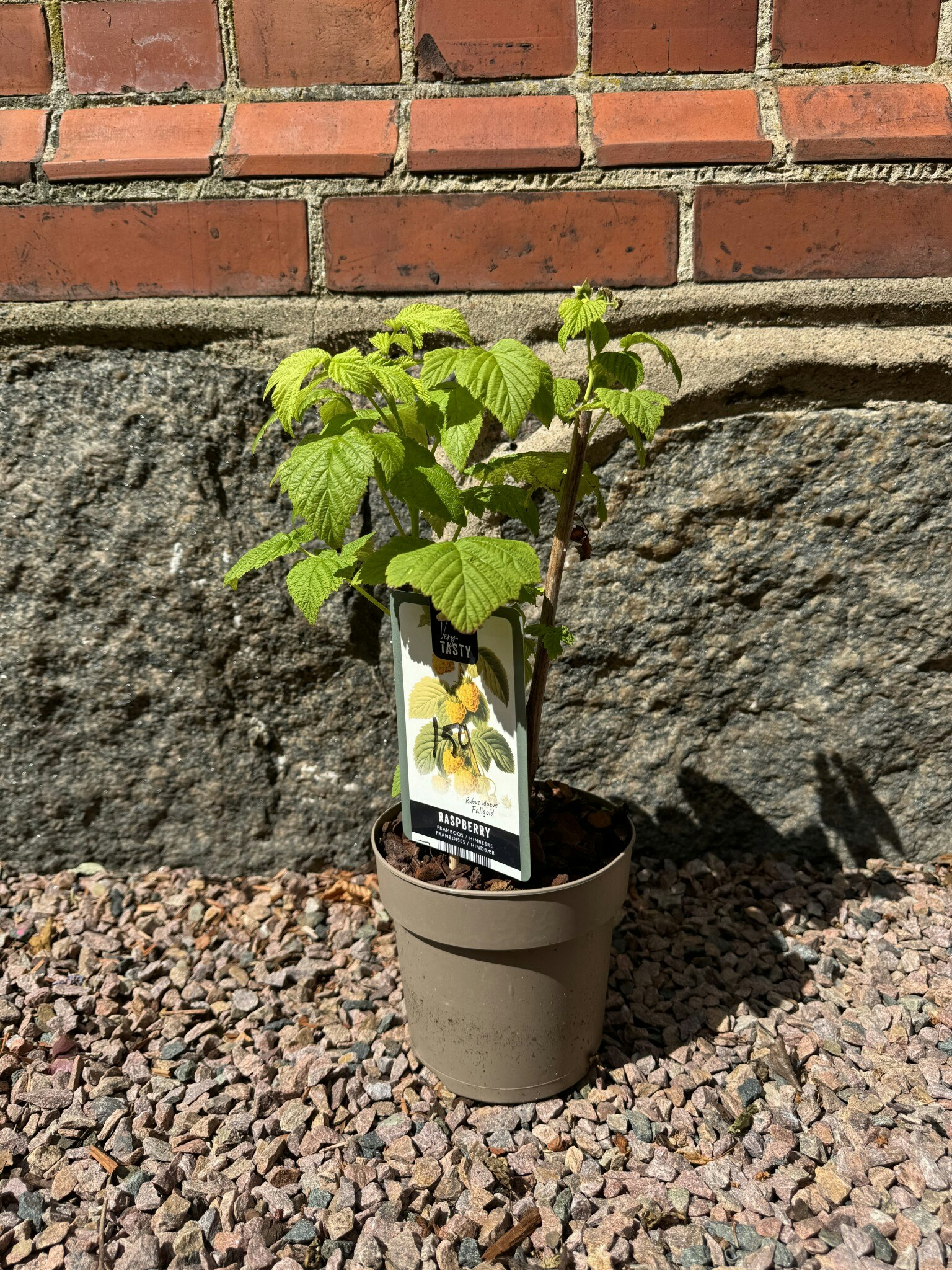 Hallon/Rubus Idaeus - Fallgold