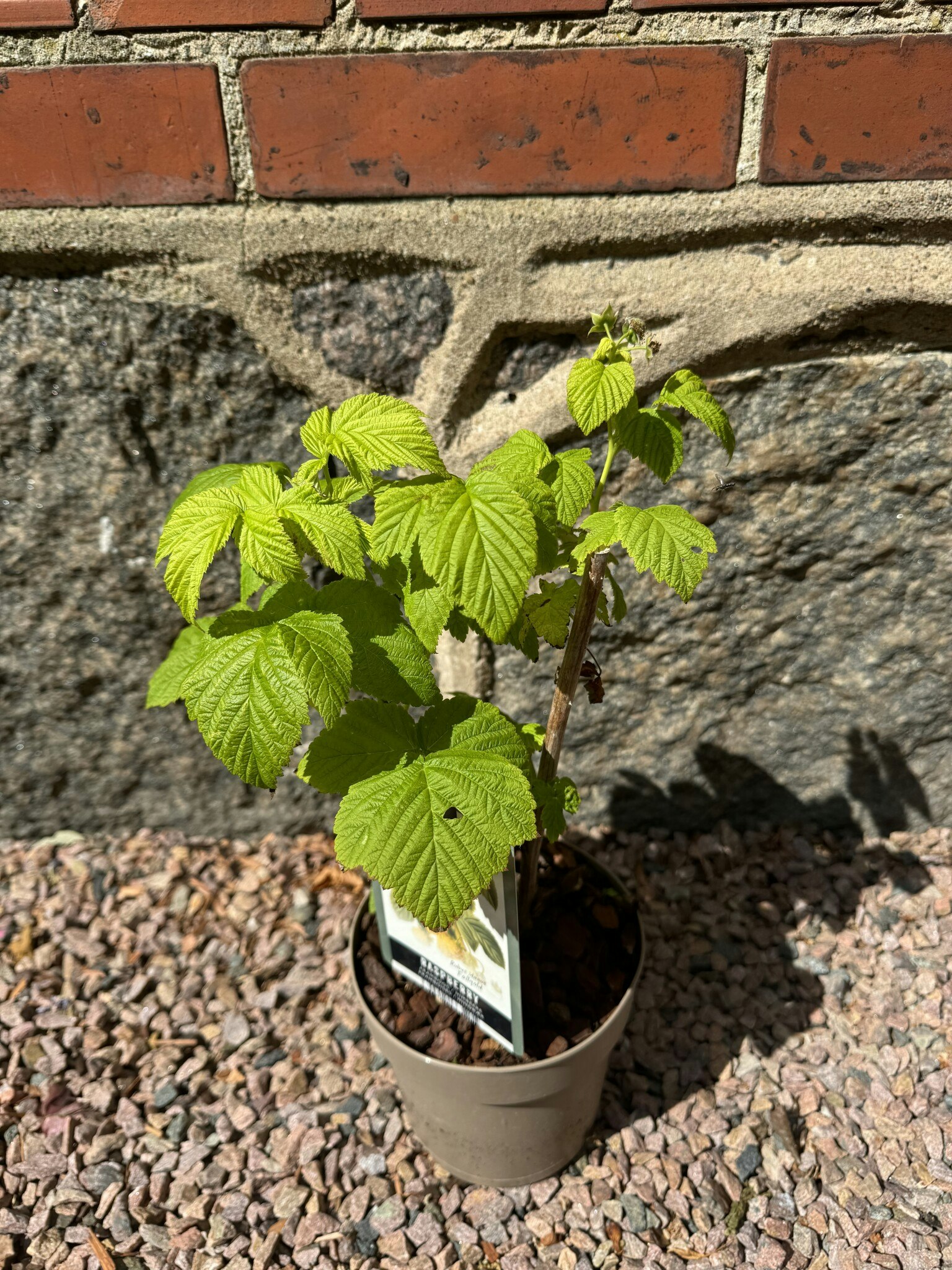 Hallon/Rubus Idaeus - Fallgold