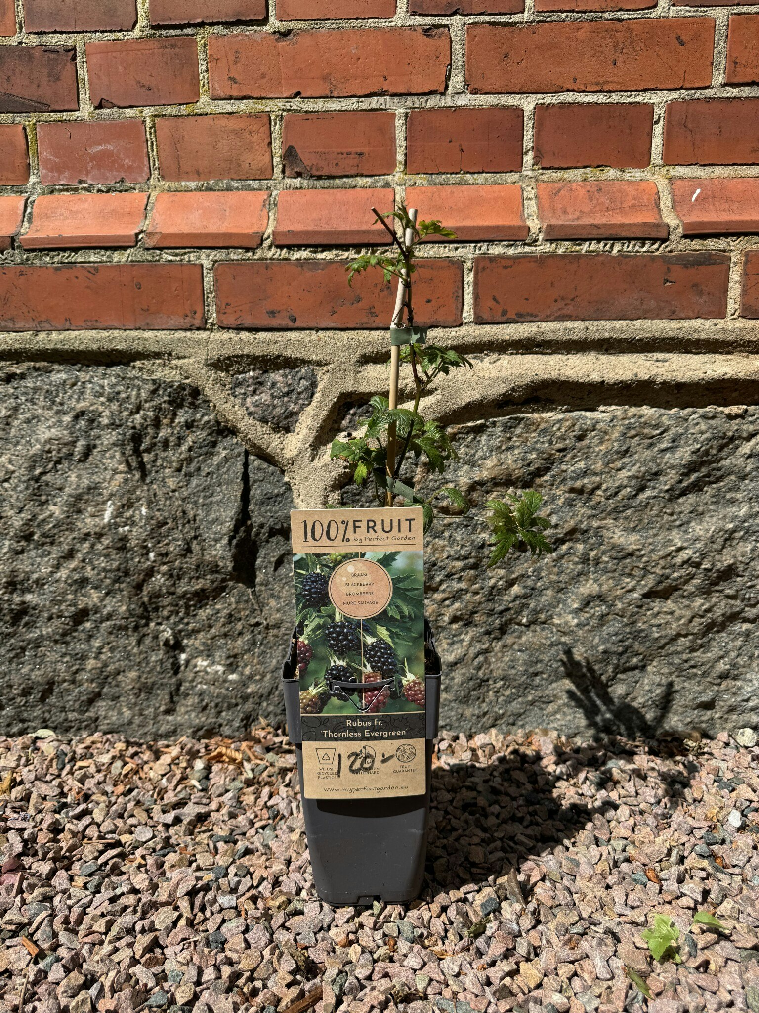 Björnbär/Rubus Fruticosus - Thornless Evergreen