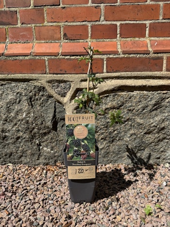 Björnbär/Rubus Fruticosus - Thornless Evergreen
