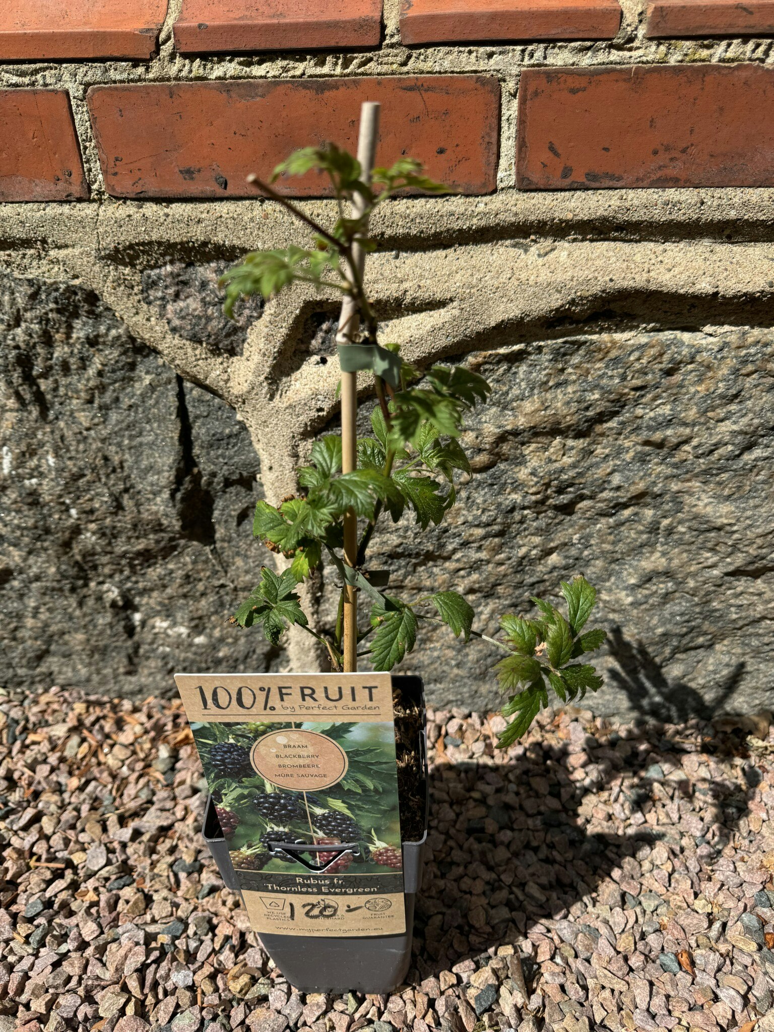 Björnbär/Rubus Fruticosus - Thornless Evergreen