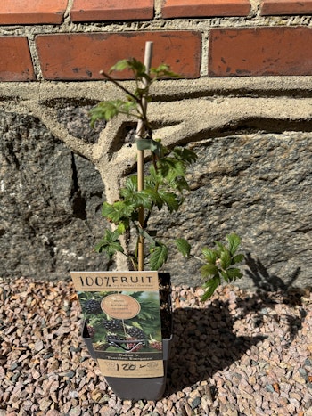 Björnbär/Rubus Fruticosus - Thornless Evergreen
