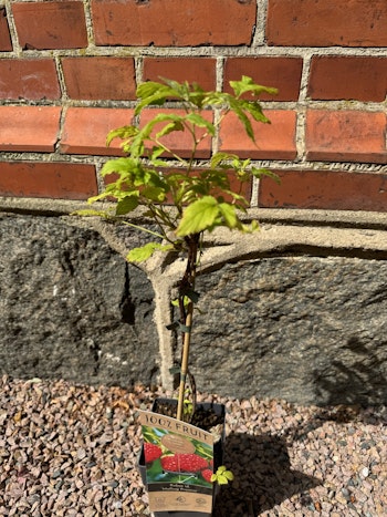 Hallon/Rubus Idaeus - Malling Promise