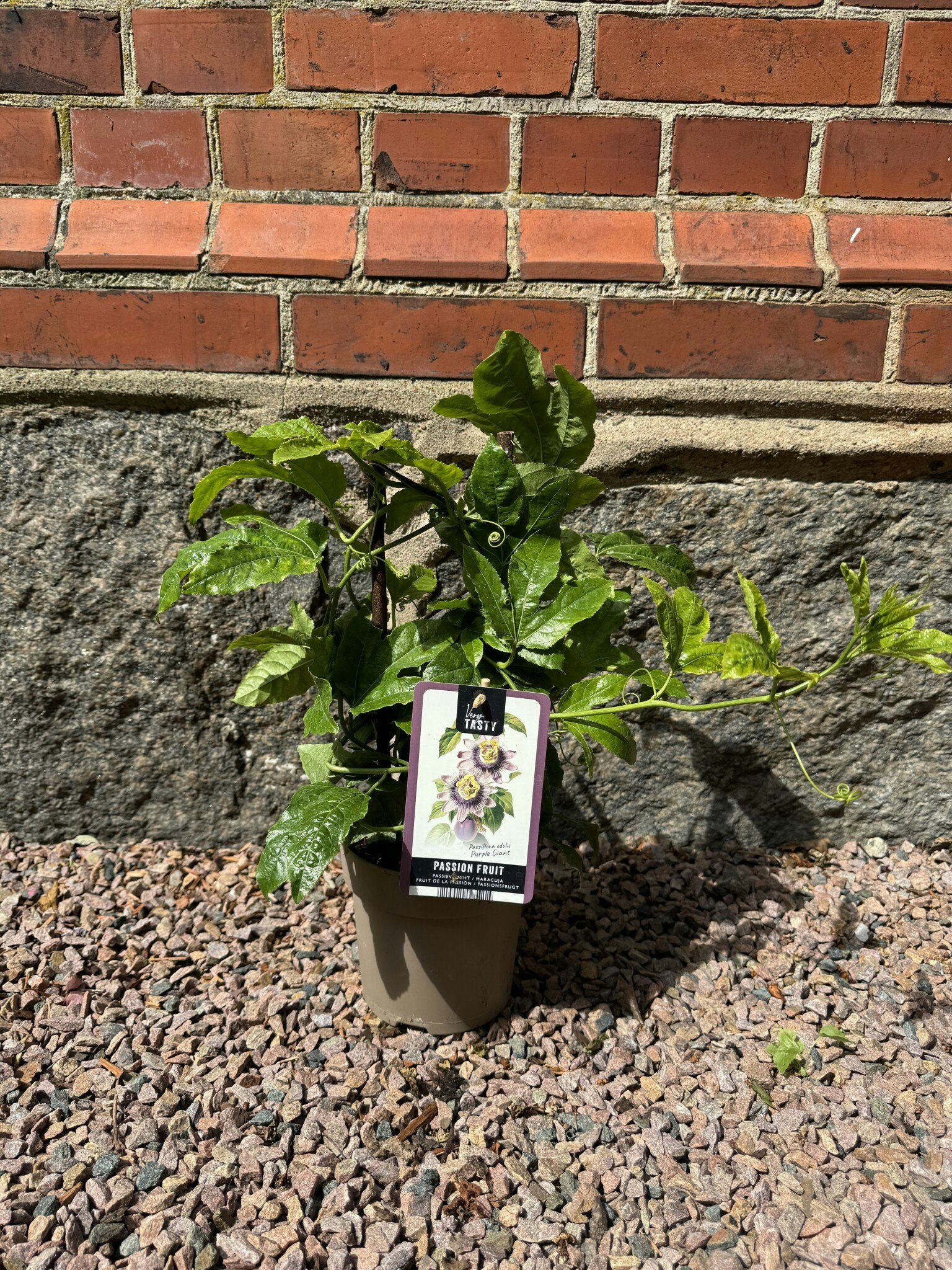 Passionsfrukt/Passiflora - Edulis