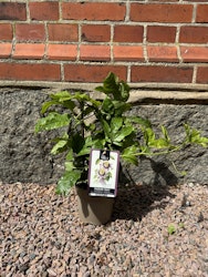 Passionsfrukt/Passiflora - Edulis