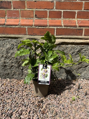 Passionsfrukt/Passiflora - Edulis