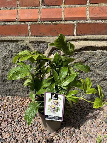 Passiflora Edulis Purple Giant (Passionsfrukt)