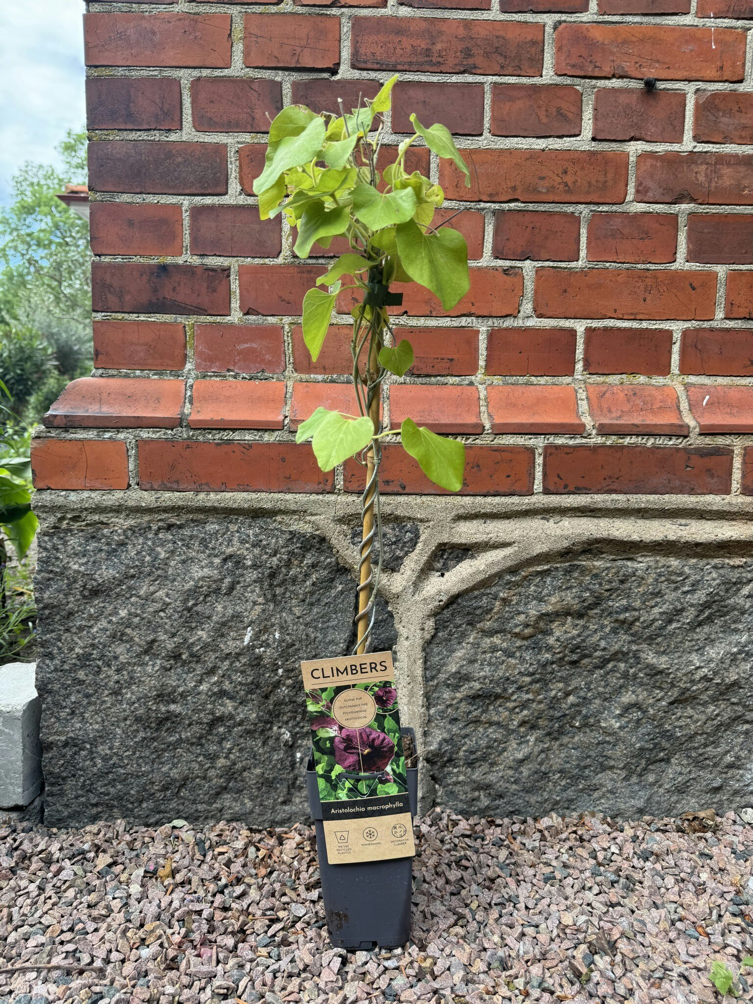 Aristolochia macrophylla (Pipranka)