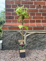 Aristolochia macrophylla (Pipranka)