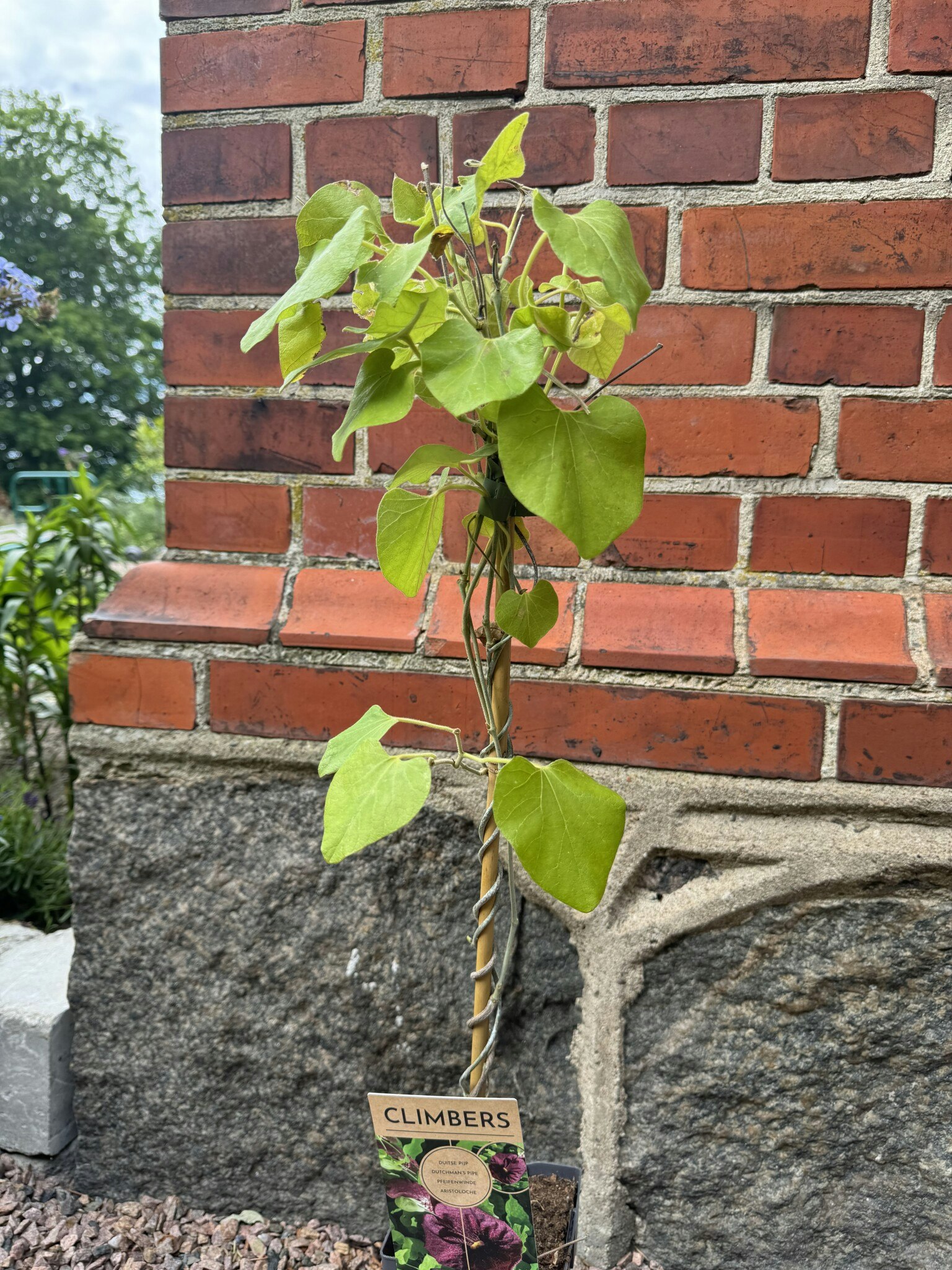 Aristolochia macrophylla (Pipranka)