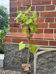 Aristolochia macrophylla (Pipranka)