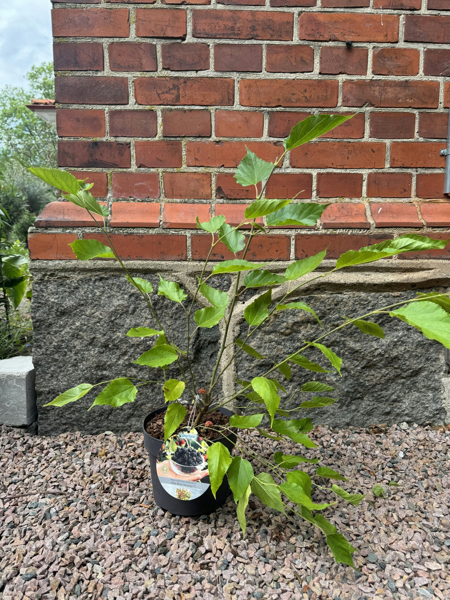 Mojo Berry Matsunaga (Dvärg Mullbär)