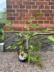Mojo Berry Matsunaga (Dvärg Mullbär)