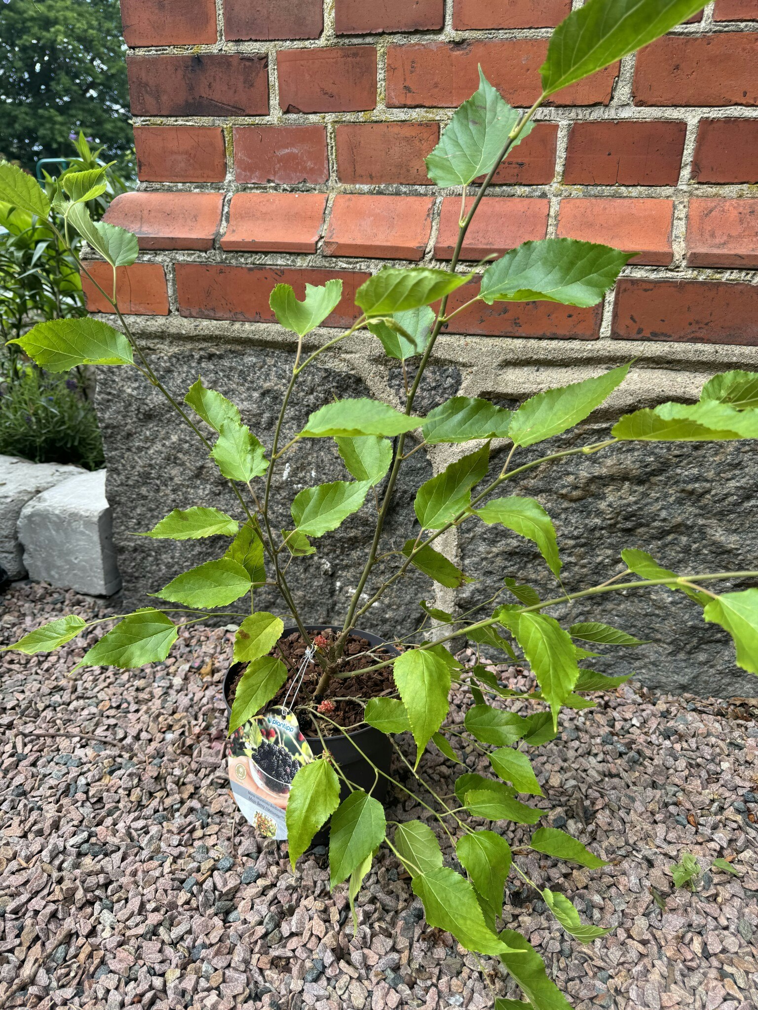 Mojo Berry Matsunaga (Dvärg Mullbär)